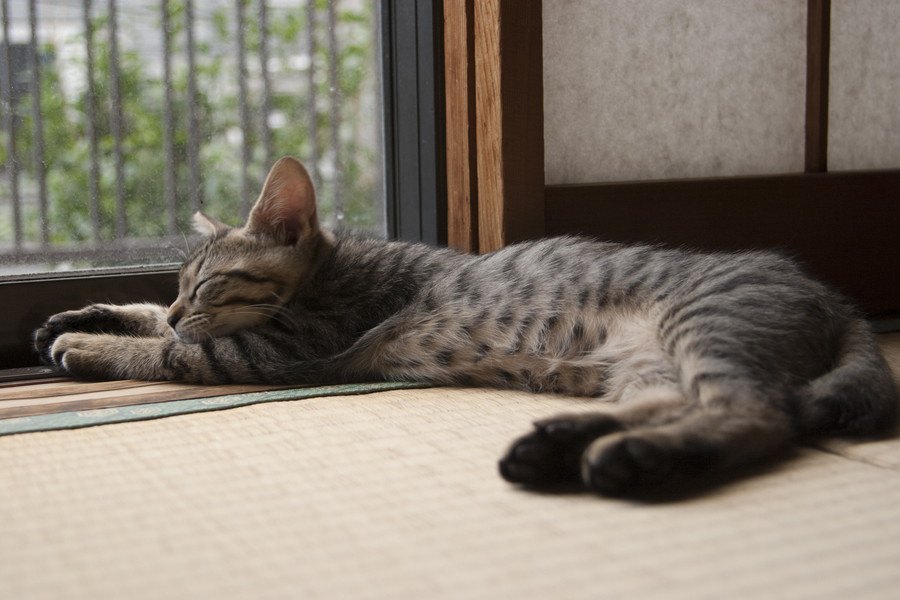 猫は畳とフローリングどっちが好き？