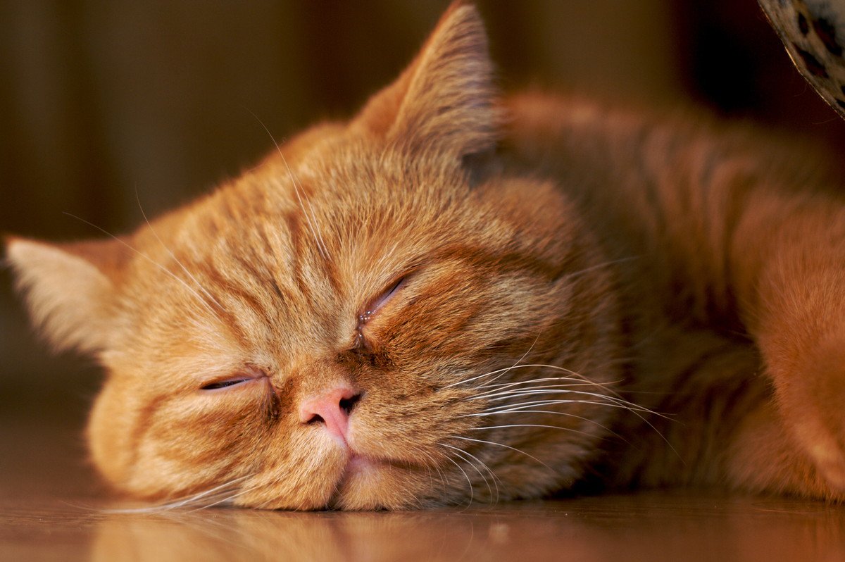 猫もいびきをかく？寝ているときグーグー音がする原因3つ