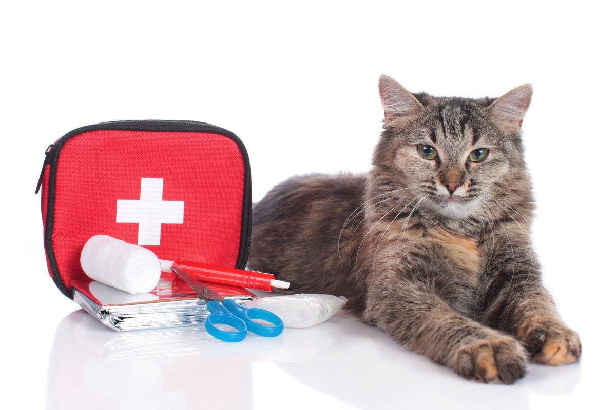 猫の『応急処置』5つのケース別の対処法　知っていると愛猫の命を救えることも