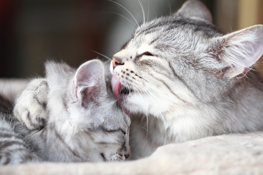猫がお互いを舐め合う４つの理由