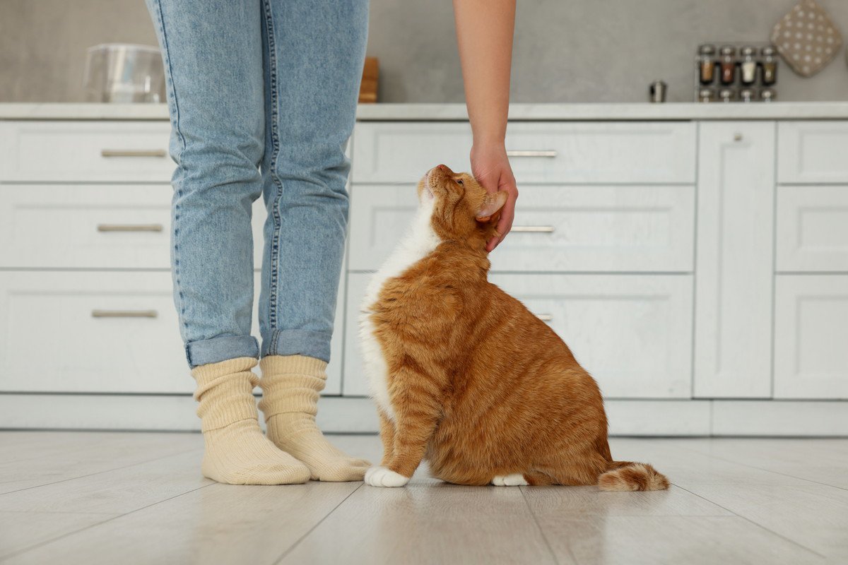 猫に「ごめんね」を伝えるためにおすすめの方法3選　かえって機嫌を損ねるNGなやり方も解説