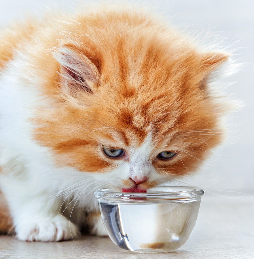 猫が水をよく飲む時に考えられる病気と適切な水分量