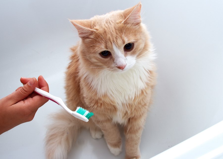 猫の歯磨き粉の使い方や選び方、おすすめ商品まで
