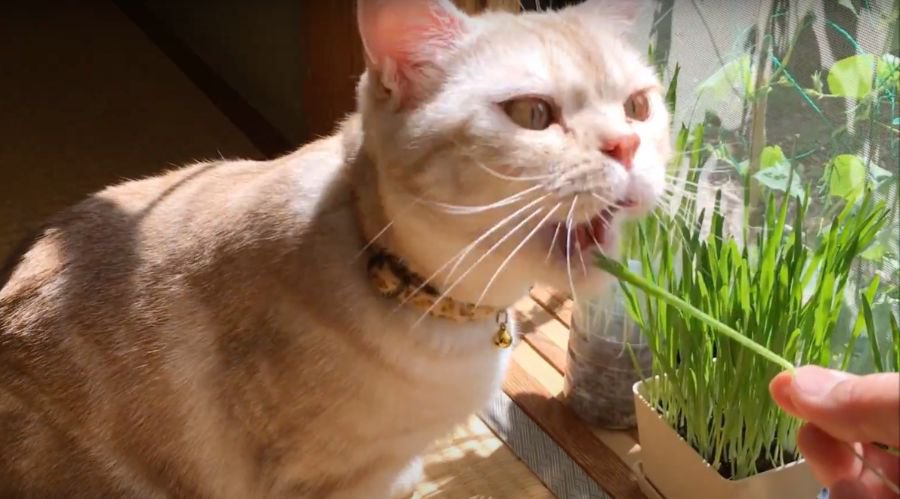 ペットボトルで猫草栽培♪むしゃむしゃ食べてくれる猫ちゃん