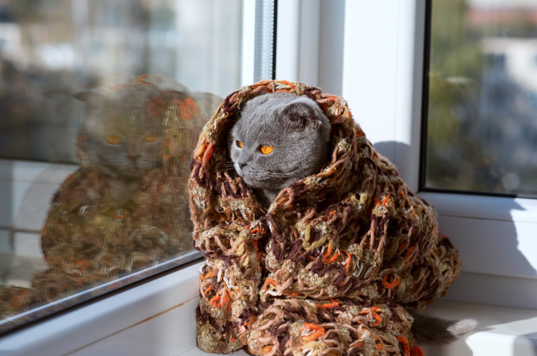 猫の暖房で気を付けたい事3つ！適温やその他の防寒対策をチェックしよう
