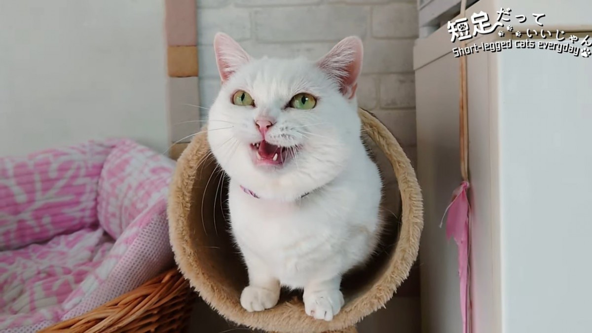 トンネルの中がお気に入りの猫さん！ひょっこりお顔を出す姿が可愛い♡