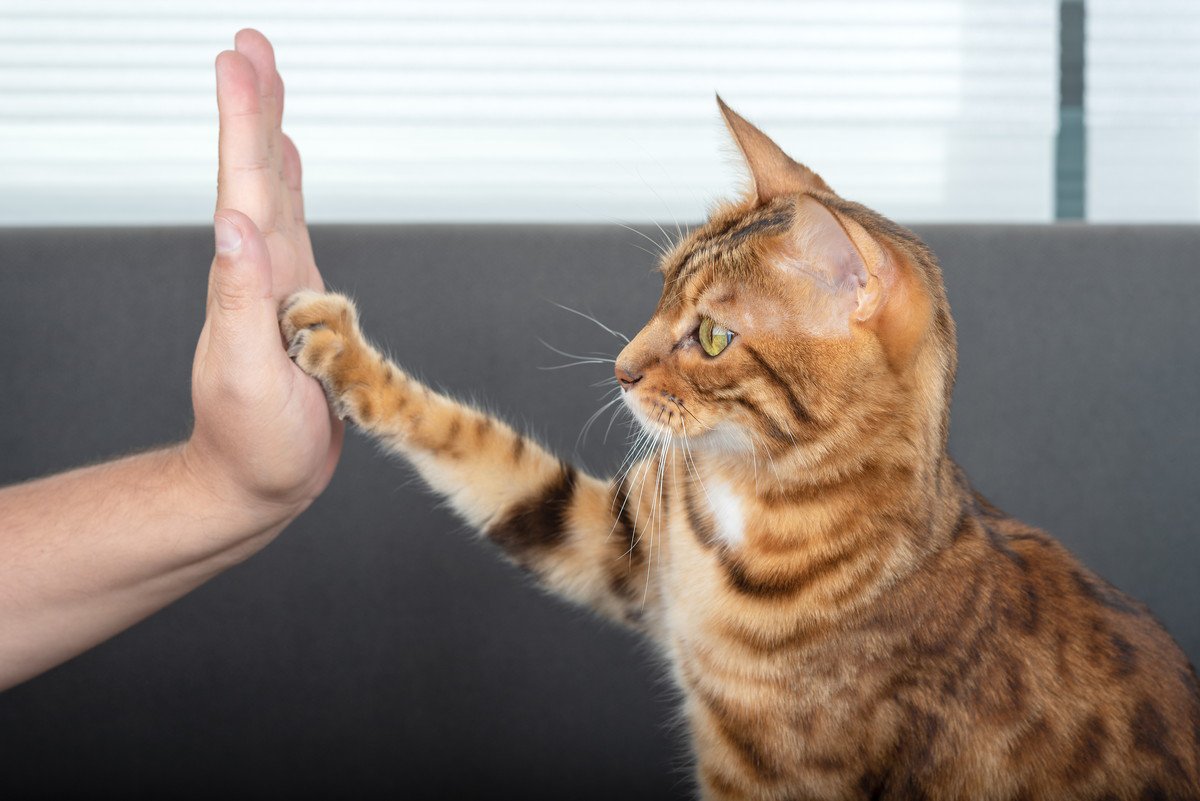猫は犬のように『お手』ができる？教える方法や猫が覚えやすい芸3つ