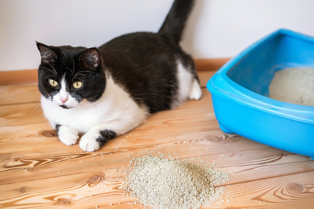 猫が『トイレの砂を盛大に散らかす』5つの原因　困ったときの対処法とは