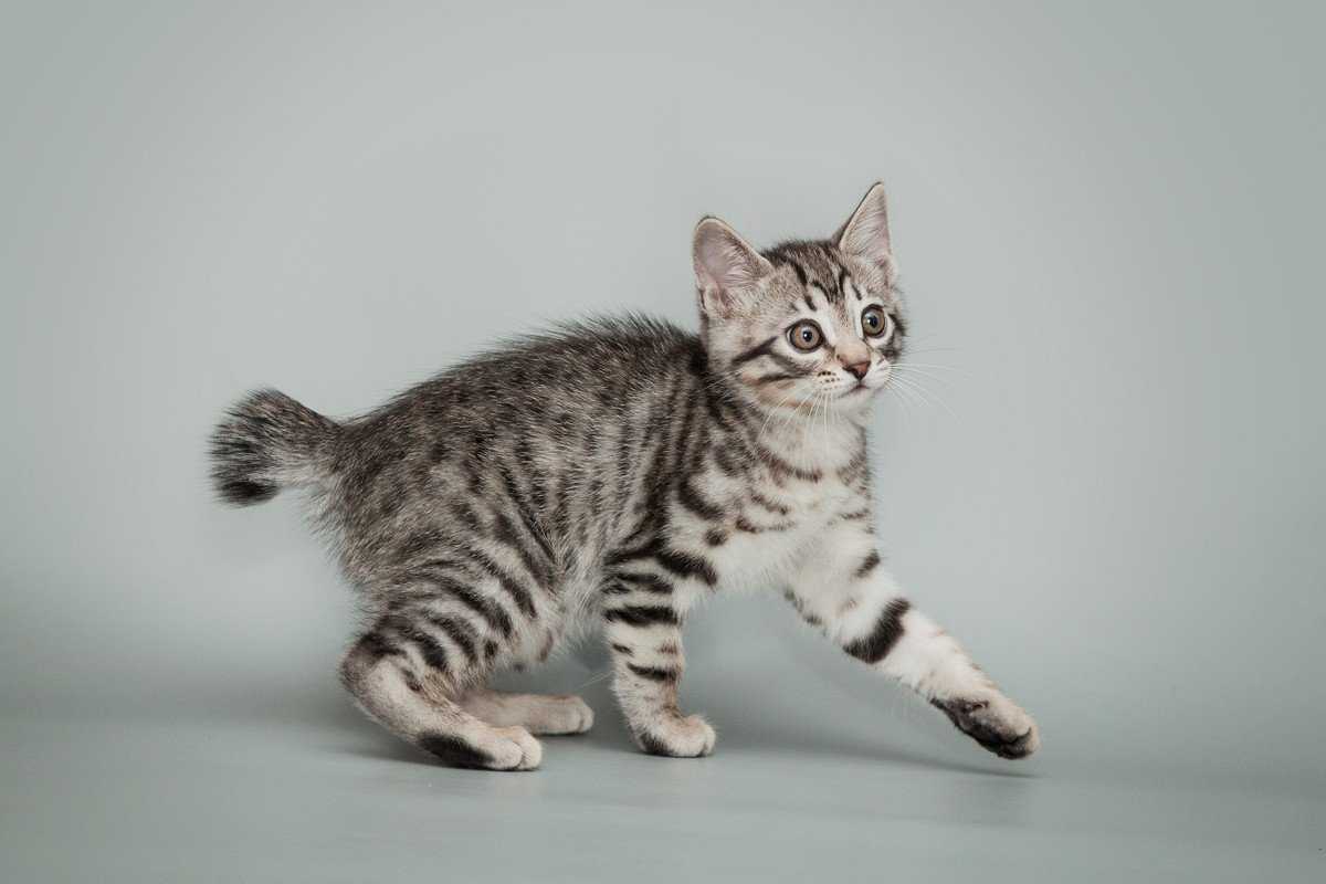 猫が『かぎしっぽ』になるのはなぜ？2つの理由　日本で多いのにはワケがあった！