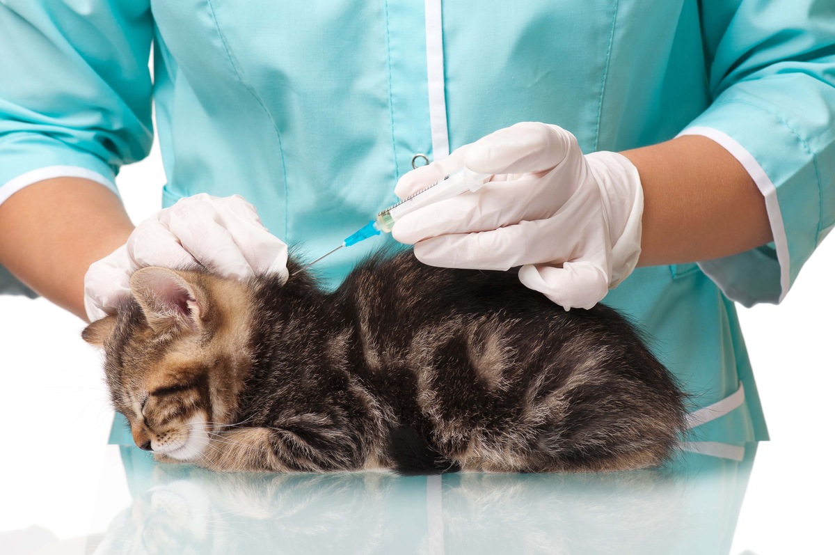 猫のワクチンの値段と種類、予防できる病気や注意点とは