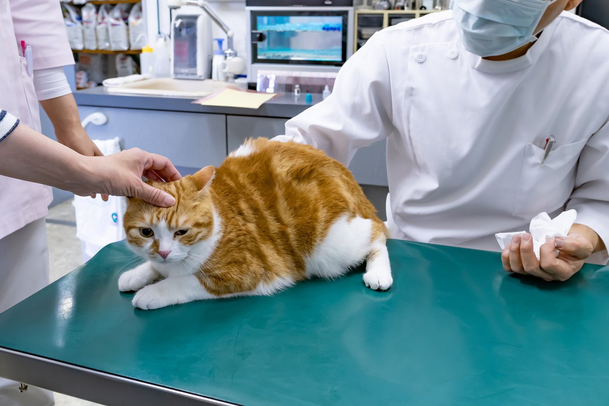 猫と『動物病院』うまく付き合うためのアイデア3選　慣らすためにはマメに行った方がいい？