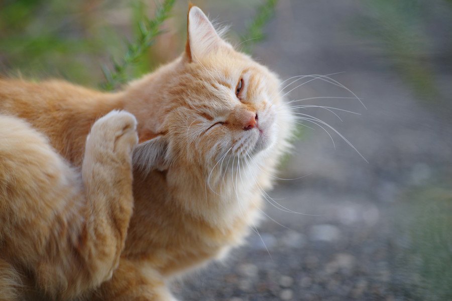 猫が身体を掻き続ける原因と疑われる病気４つ