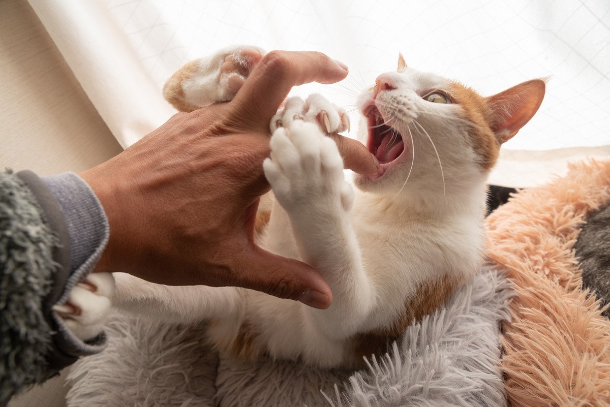 猫に本気で噛まれた時にやるべき3つのこと　処置を間違えるとあなたの命が危ない！？
