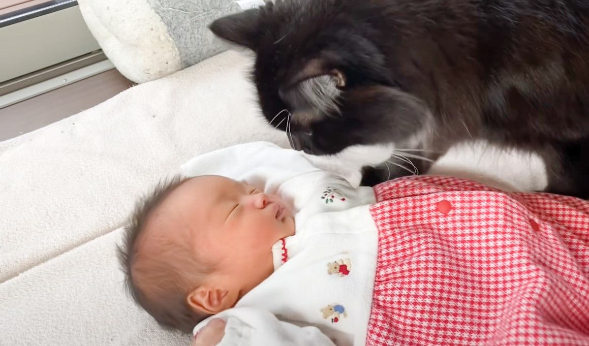 猫が初めて『人間の赤ちゃん』を見たら…心温まる反応に"ほっこり"すると11万3000再生「見守ってる感じが好き」「オロオロ」の声