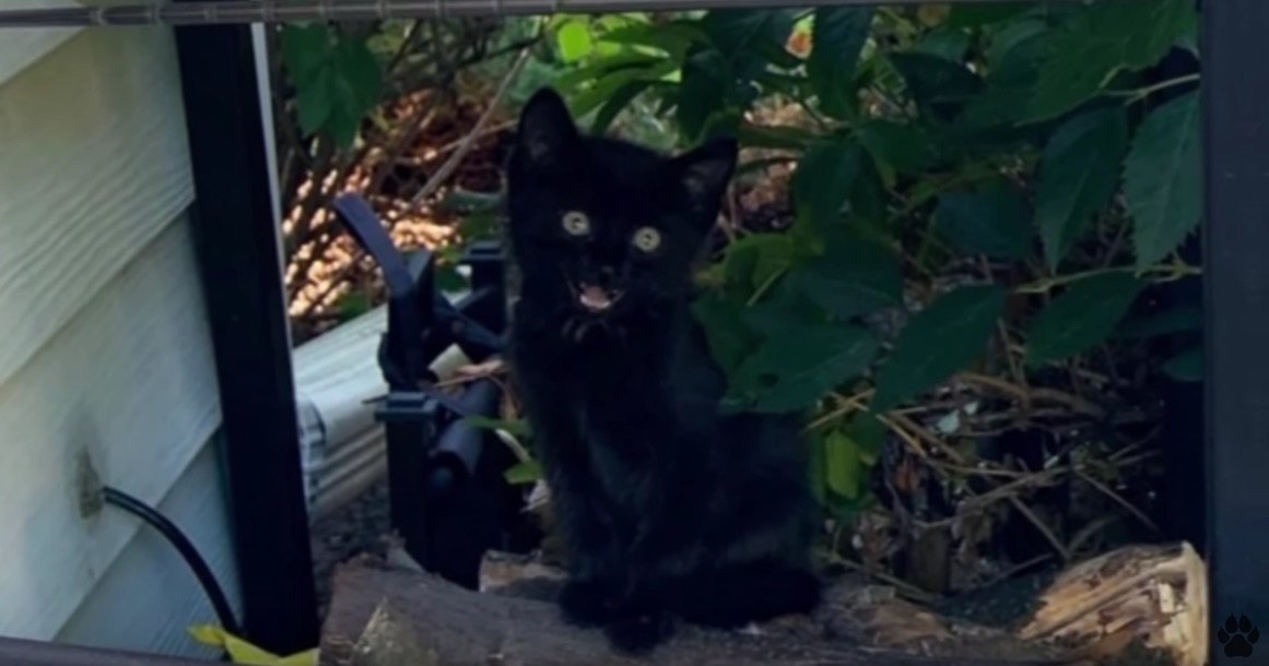 庭に現れた小さな黒猫…家主の愛情を受けて幸せに♡