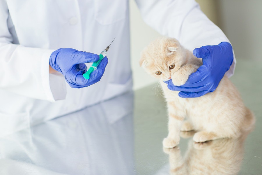 猫にワクチンを投与した時の副作用と注意点