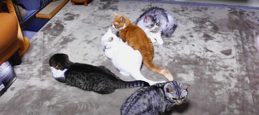 ウトウトしている猫さんに添い寝♡いつの間にか５匹の猫さん大集合！