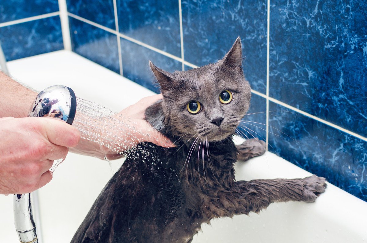 猫が『お風呂嫌い』なのはなぜ？4つの理由と対策