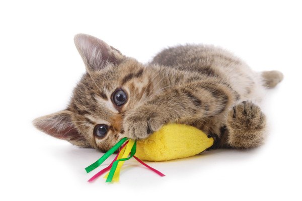 猫に噛むおもちゃが必要な理由、噛み癖のしつけ方やおすすめのおもちゃ