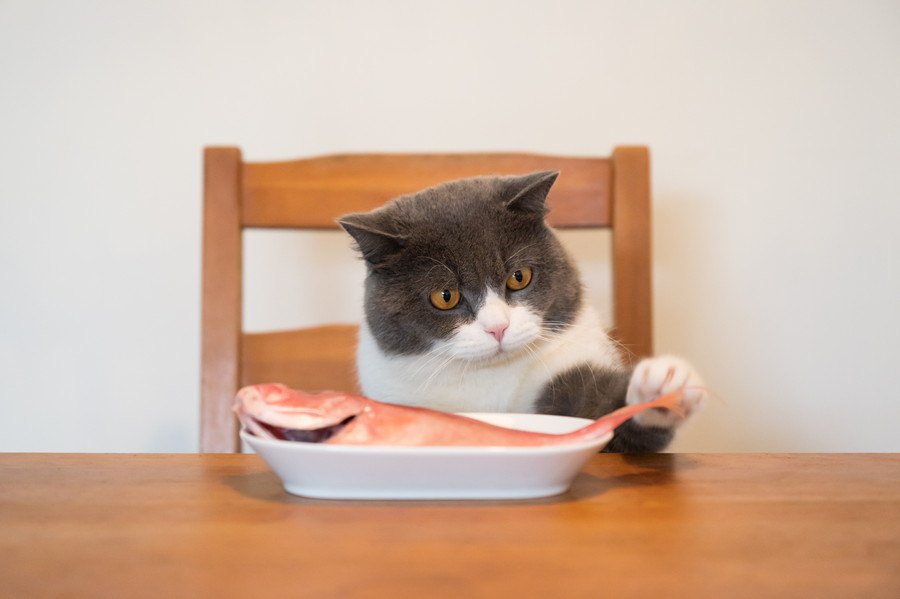 猫が『盗み食い』をしてしまう３つの理由と対処法