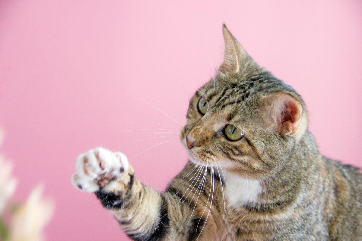 愛猫が手で『チョイチョイ触ってくる』ときの3つの意味　何か御用？応えたほうがいい？