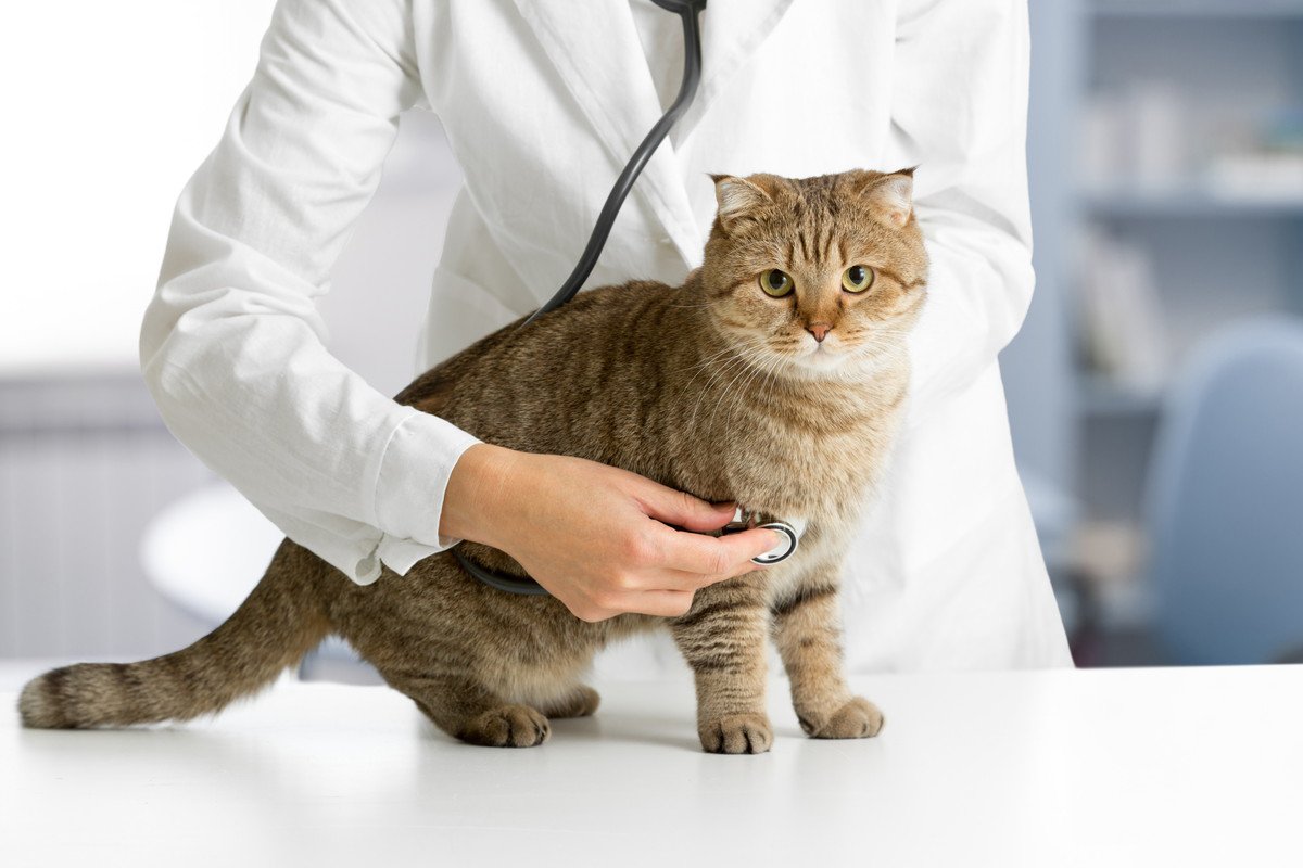 猫の命を奪う『危険な感染症』4選　症状や気をつけるべき感染源、予防法などを解説