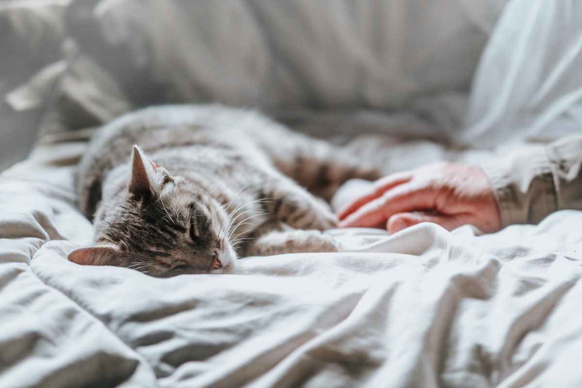 『寝起きが悪い猫』の行動4つ　もしかしたら不調のサイン？
