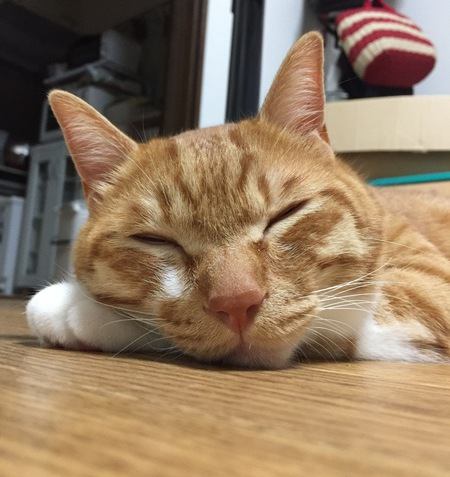 猫に腕枕♡猫と仲良く寝る方法4選