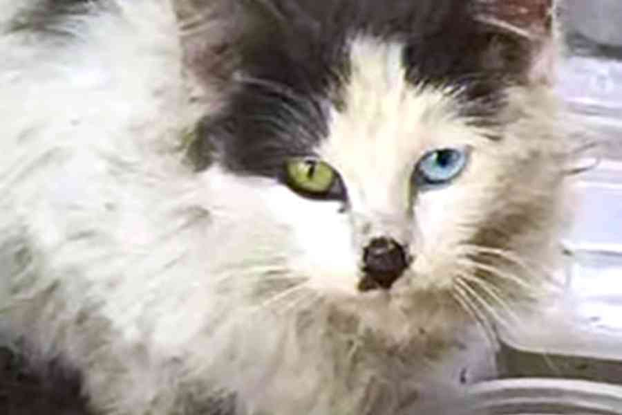 汚れきったオッドアイの野良猫…家族の愛を受けて美猫に成長！