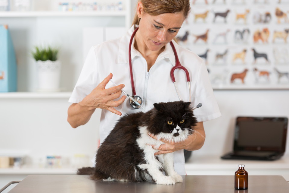 猫の予防接種の種類と受ける際の注意点