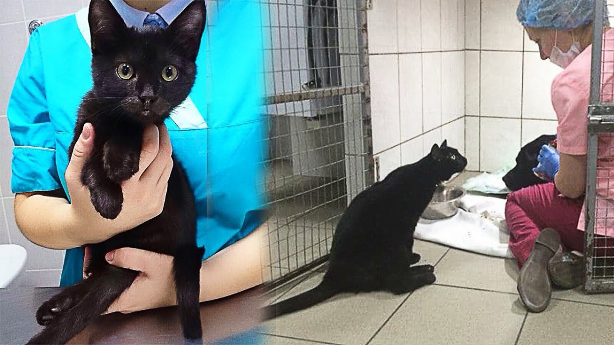 後ろ足が麻痺した黒猫…看護猫として活躍する姿に感動！