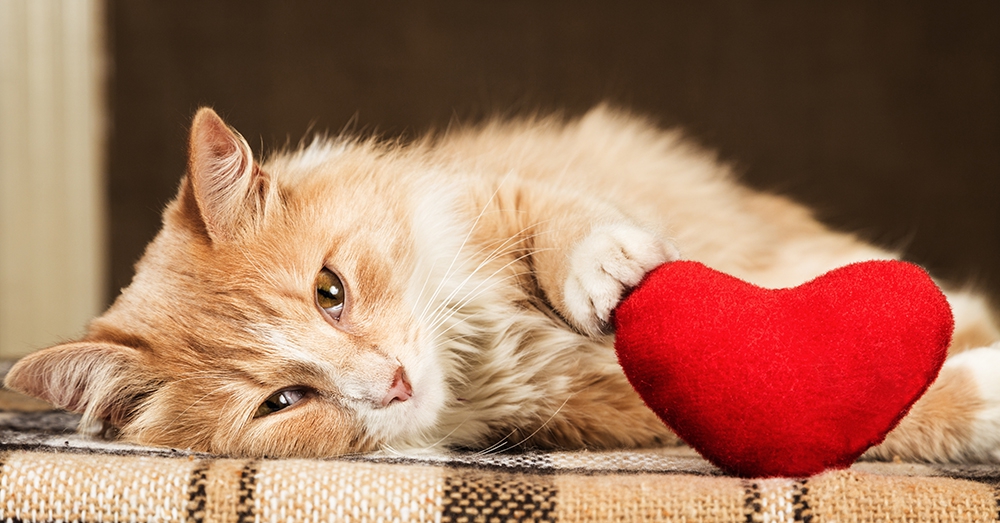 猫が突然死する原因とその予防法