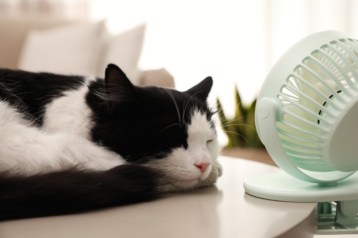 猫の『暑さを和らげる』方法5つ　おすすめの対策グッズもご紹介！