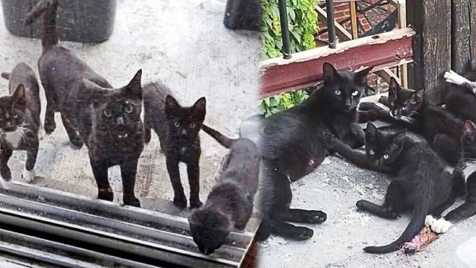 家を訪れる人懐こい黒猫…数日後に起こったサプライズとは？