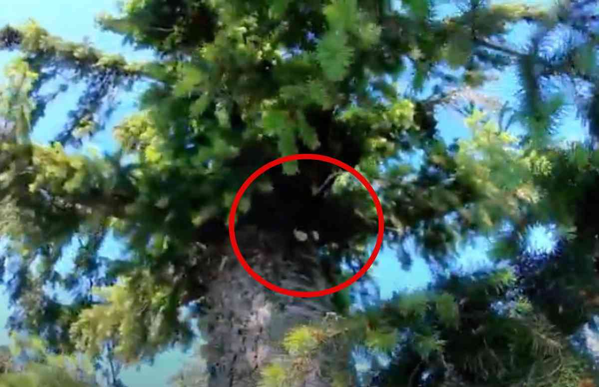 飼い猫が木の上で立ち往生…ハラハラドキドキの救助活動の行く末は？