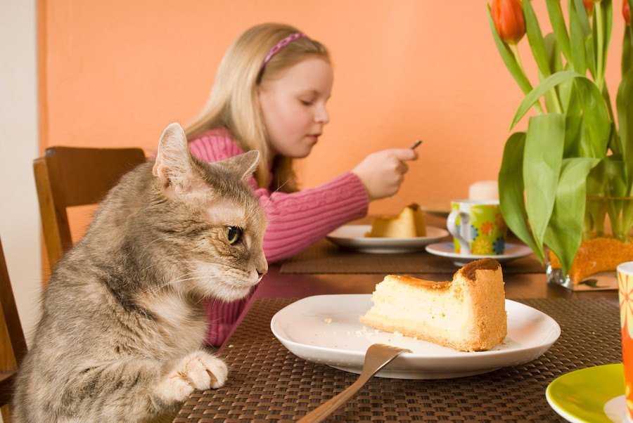 猫にチーズケーキを食べさせても大丈夫？食べた時の対処法