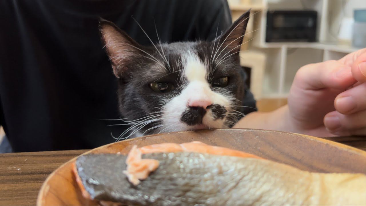 猫が『鮭』をみたときの反応…食べたそうにする様子が面白すぎると3万9000再生を突破「フンフンｗ」「絶妙に癒やされた」の声