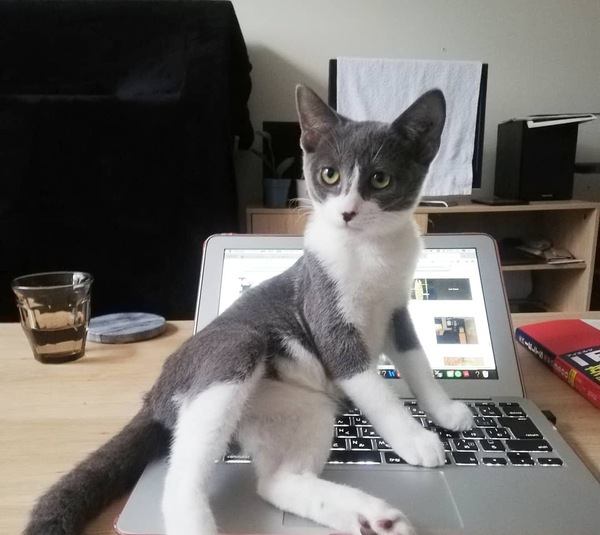 猫がパソコンのキーボードの上に乗る理由とは？対策まで