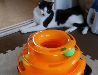 お留守番中でも猫が飽きないおもちゃを発見！