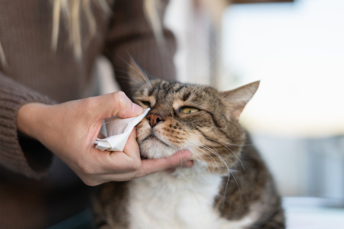 猫の『免疫力が下がった時』の症状4つ！飼い主がすべき対処法と免疫力をあげる方法も