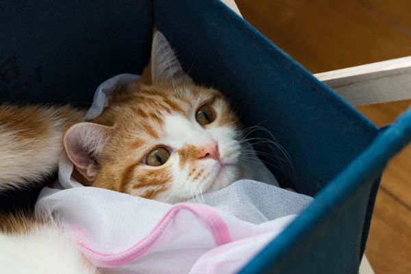 猫が洗濯ネットでおとなしくなるのは本当？使い方と注意点を解説