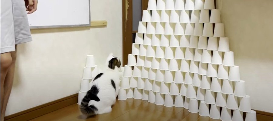 これがプロ猫の技『紙コップチャレンジ』ファインプレー集