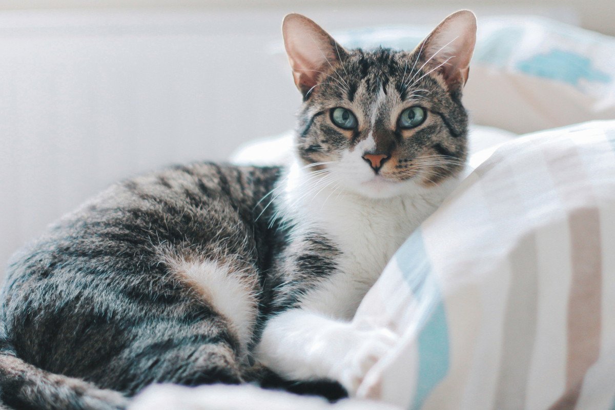 猫が『飼い主の枕の上』が好きすぎる理由4つ！他にも同じ理由で好きなモノも