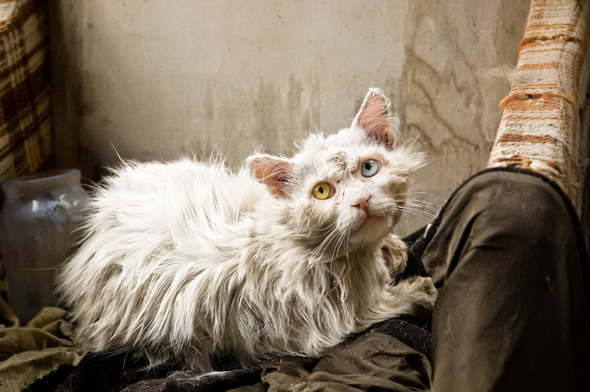 猫の毛が『パサパサ』になる5つの原因と対処法
