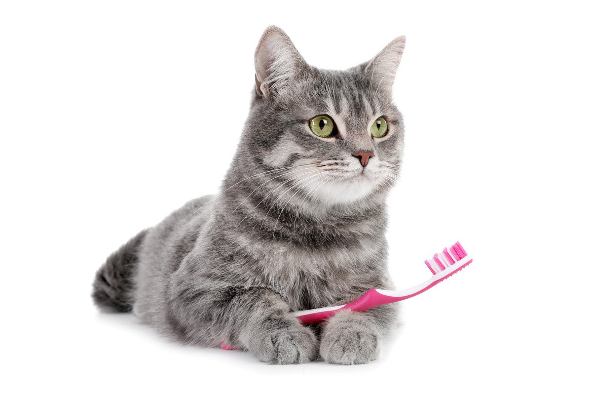 猫が苦手な『歯磨き』を上手にする方法5つ！どうしても磨けないときの対処法も