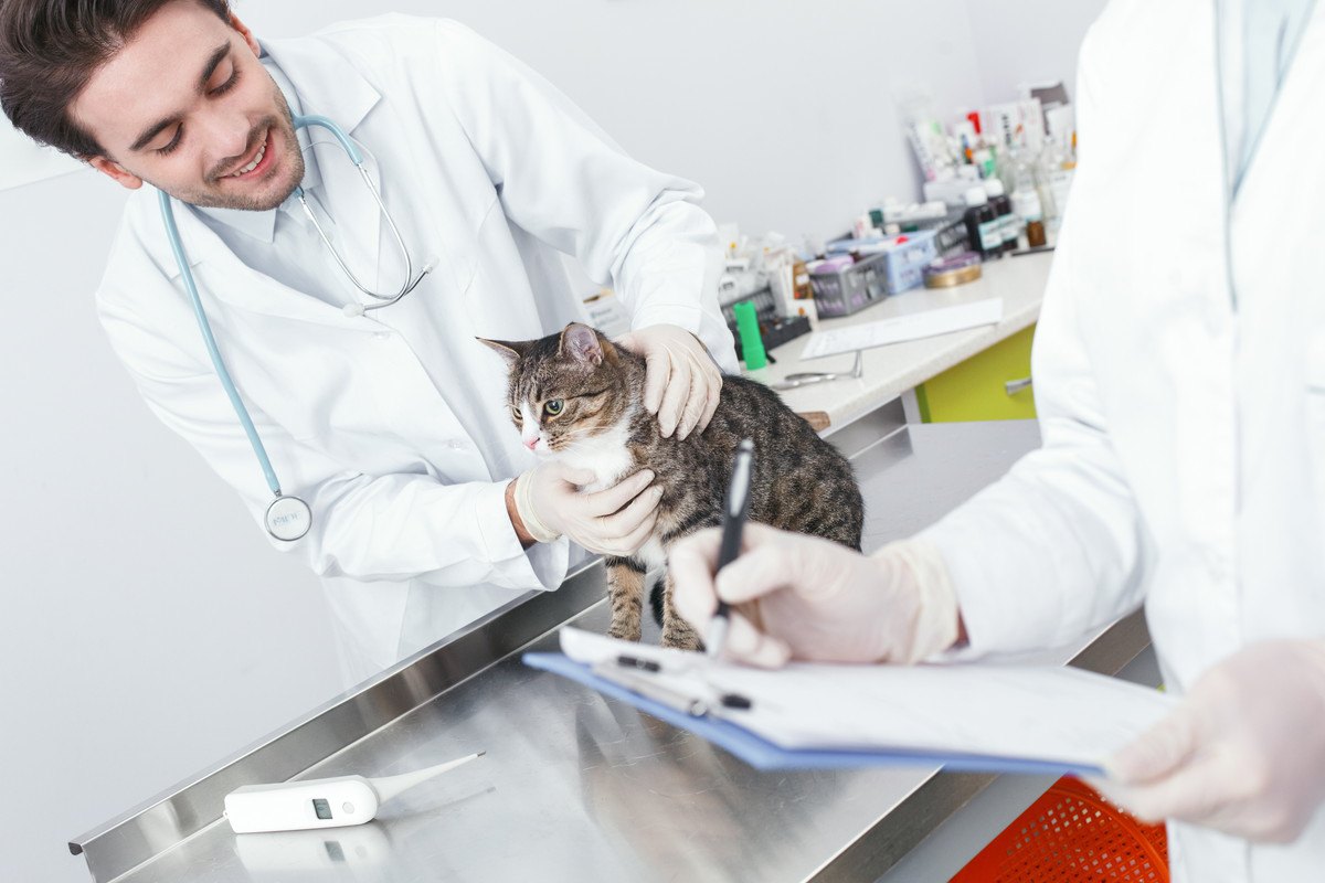 猫に健康診断は必要？頻度や検査の種類、費用などを解説