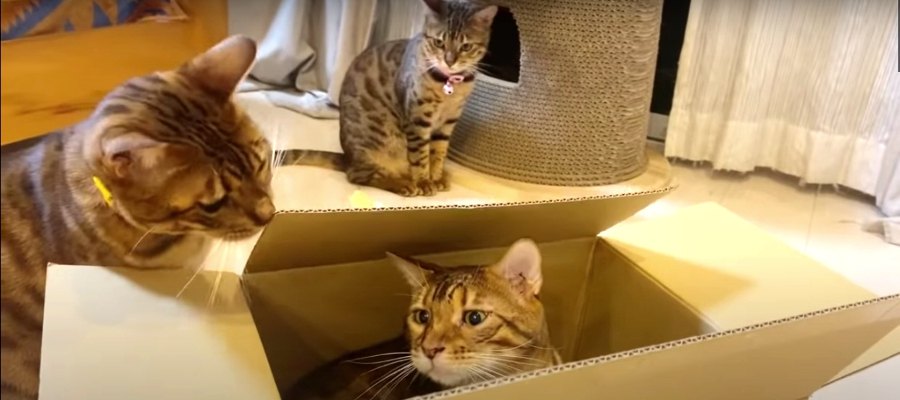 箱が大好きな猫さんたち！縦に置いても入りたい♡