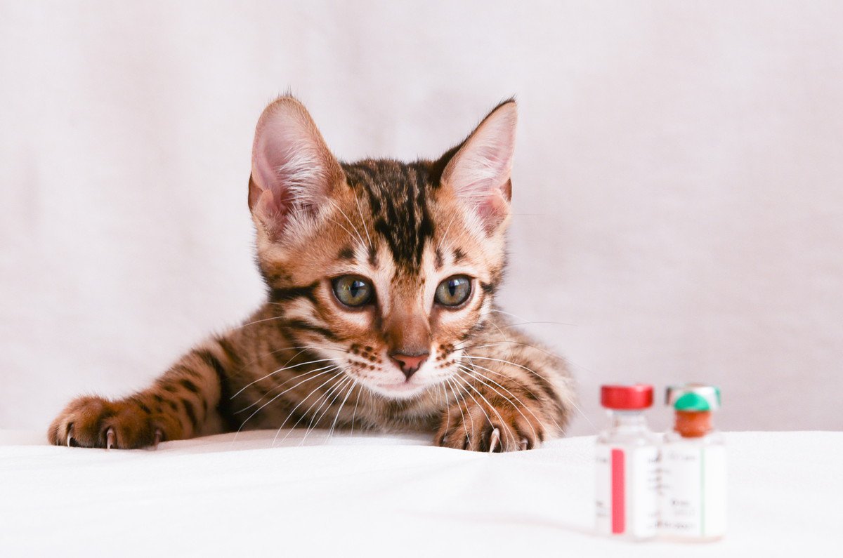 猫の感染力・致死率が高い『猫パルボウイルス感染症』の症状5選　ウイルスや予防法についても徹底解説