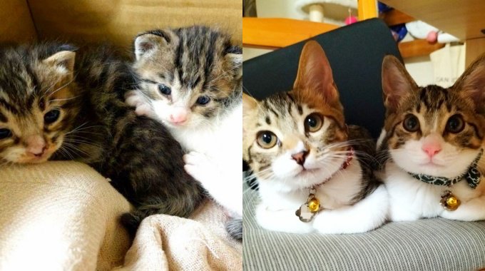 寄り添う2匹の兄弟猫に一目惚れ……ともに築いた家族のカタチに感動♡