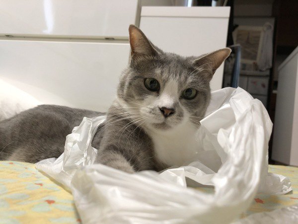 猫がビニール袋を好きなのはなぜ？